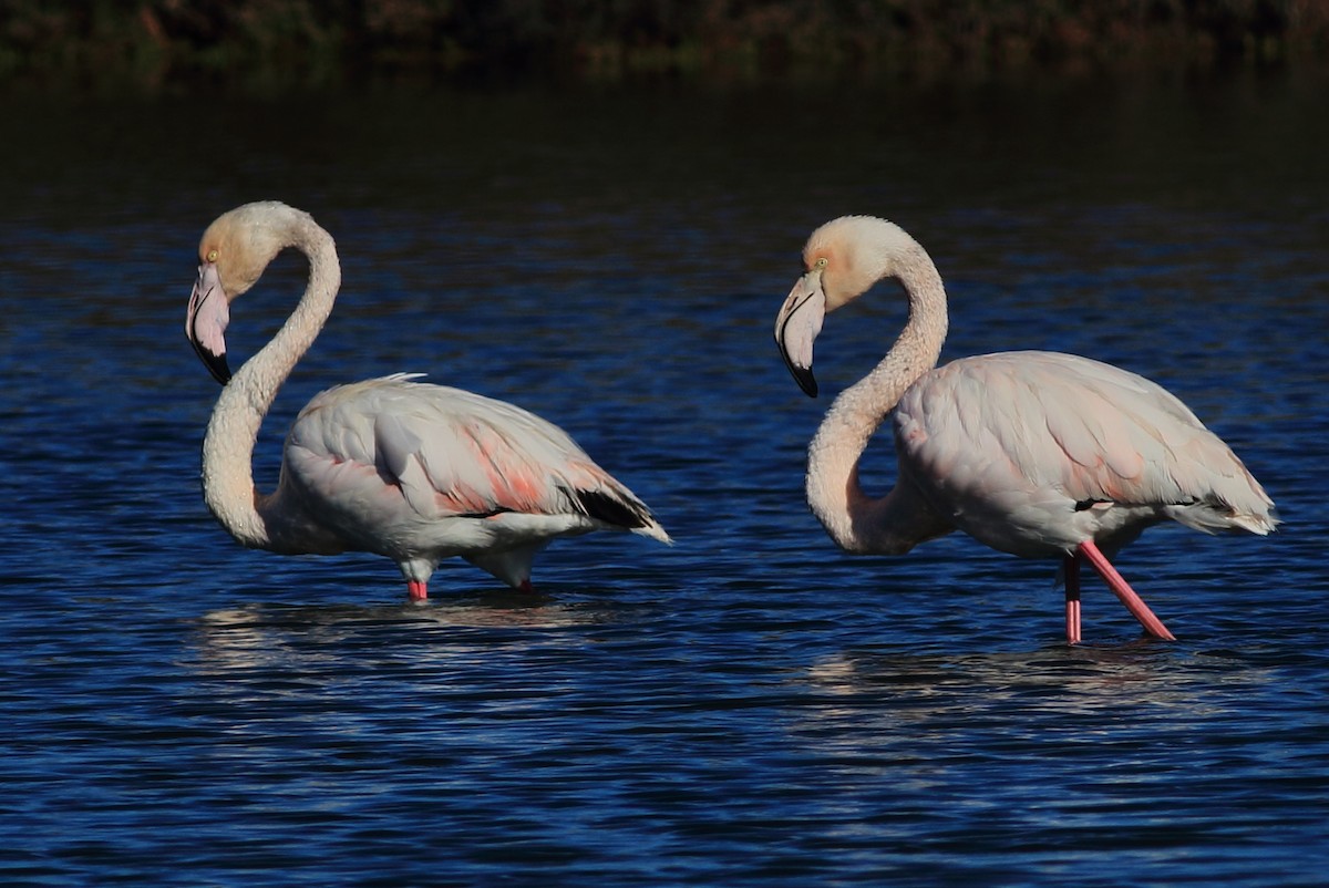 Greater Flamingo - Sérgio Correia