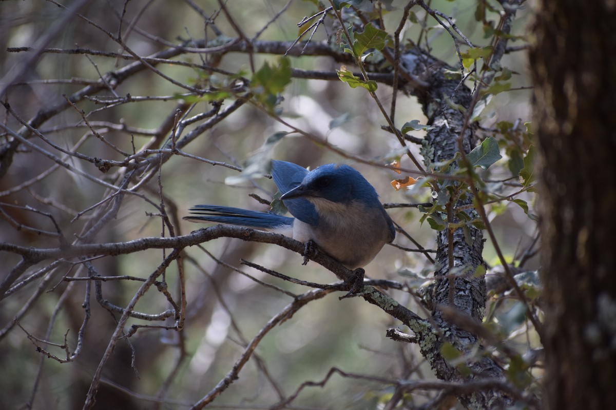 Mexican Jay - ML78156521