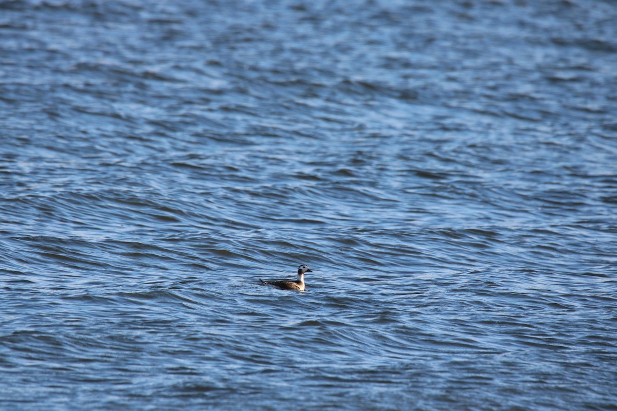 Long-tailed Duck - Brian Moore