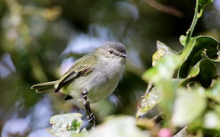  - Mistletoe Tyrannulet