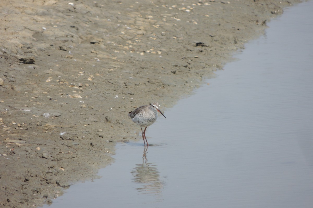 Spotted Redshank - ML78158601