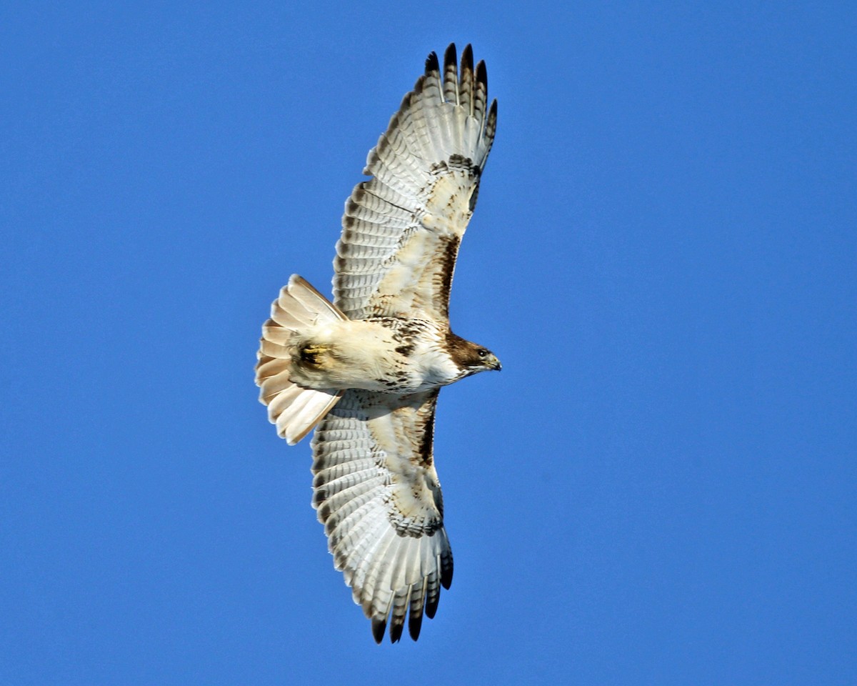 Red-tailed Hawk - ML78161071