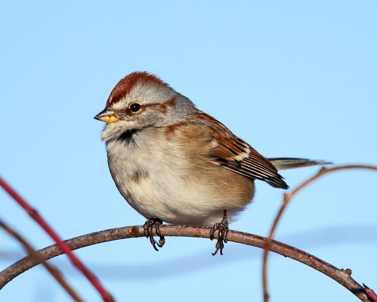 American Tree Sparrow - ML78161111