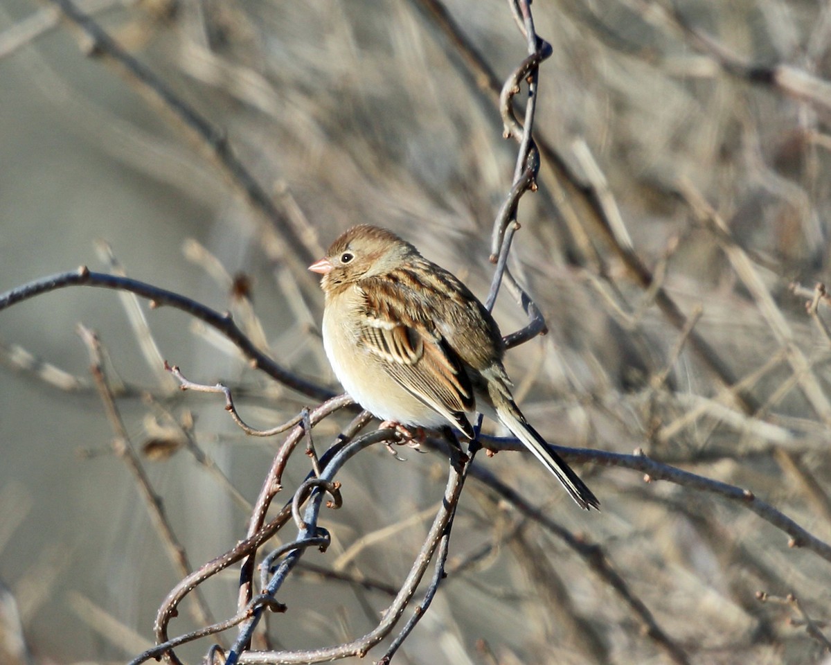 Field Sparrow - ML78161131