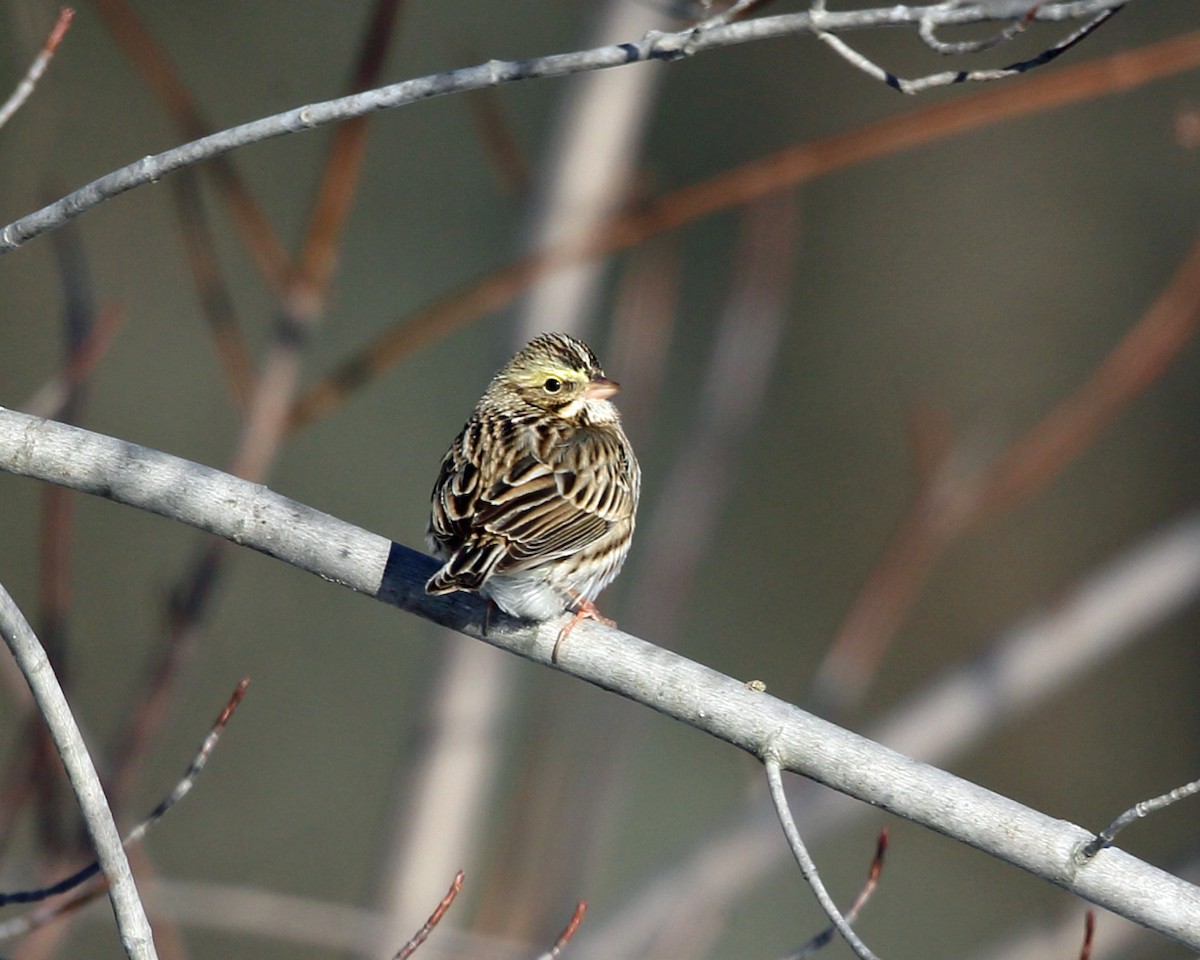 Savannah Sparrow - ML78161161