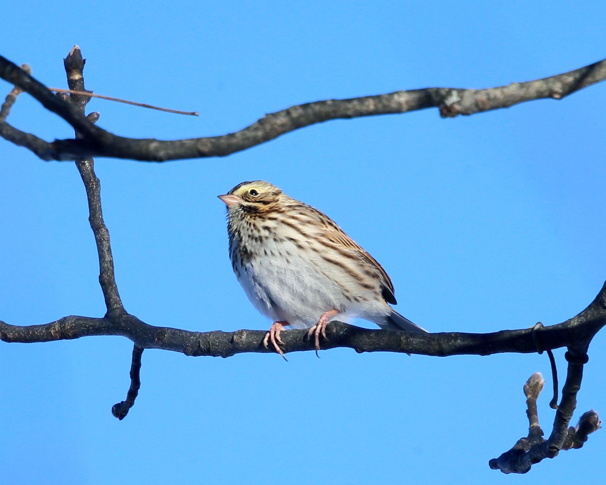 Savannah Sparrow - ML78161171