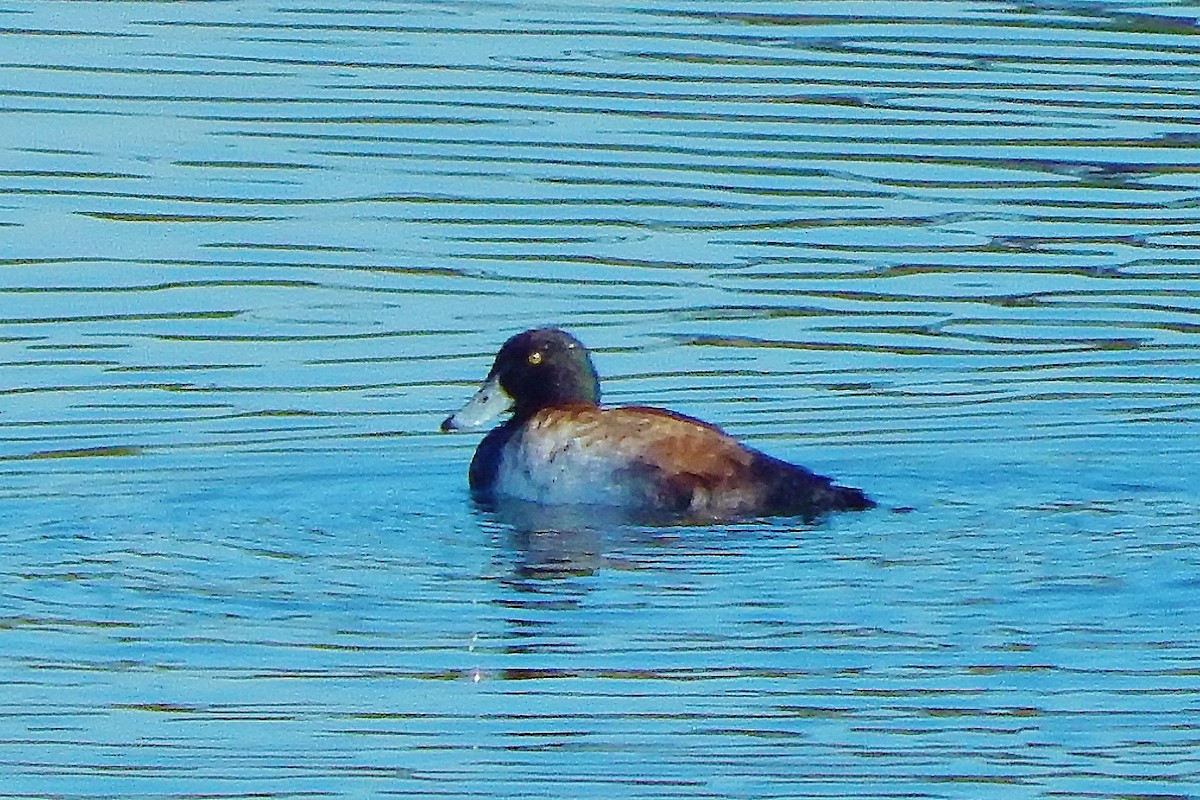 Greater Scaup - ML78162881