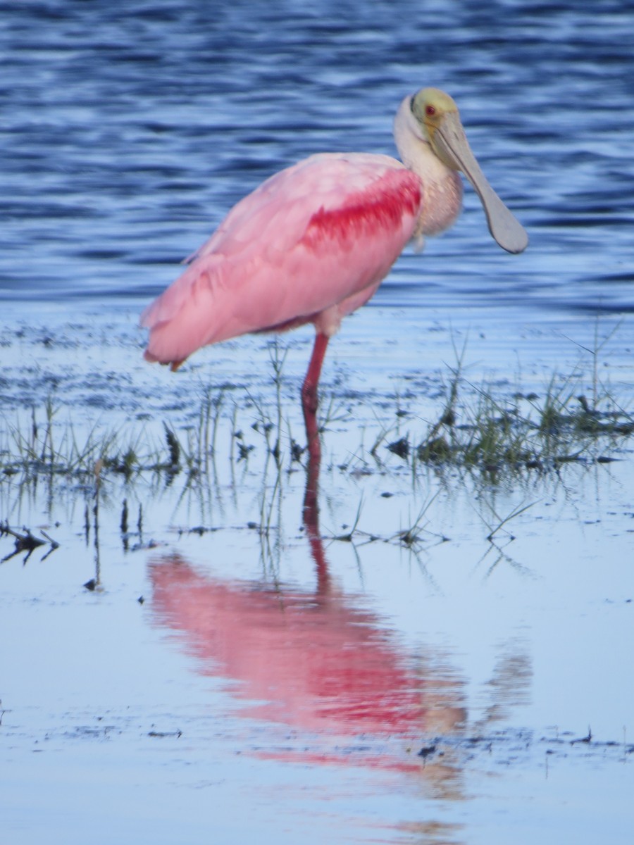 Roseate Spoonbill - B Griffin
