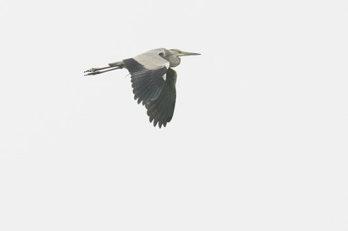 Gray Heron (Gray) - Ken Langelier