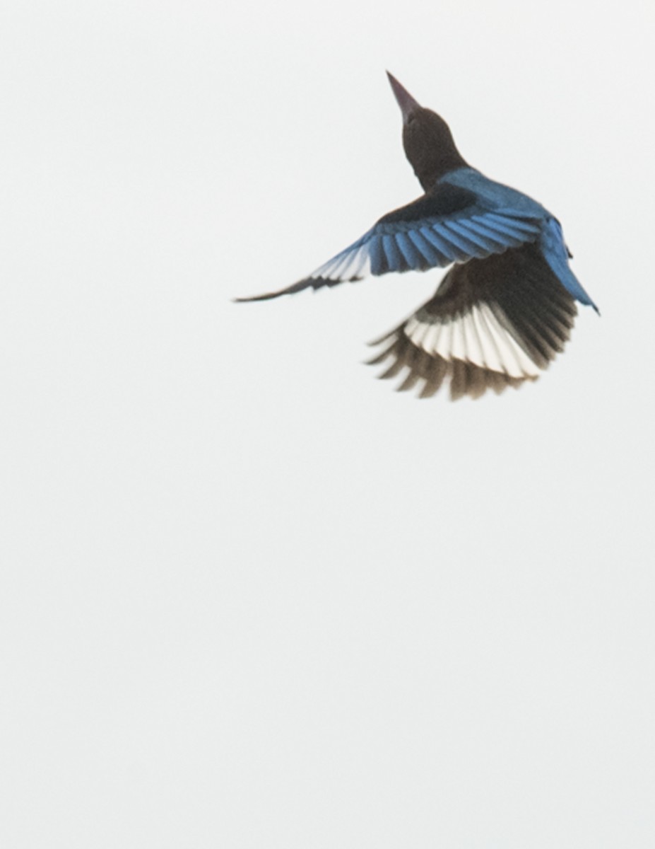 White-throated Kingfisher - Ken Langelier