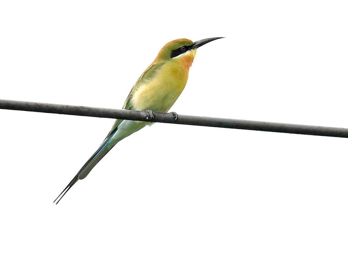 Blue-tailed Bee-eater - ML78166961