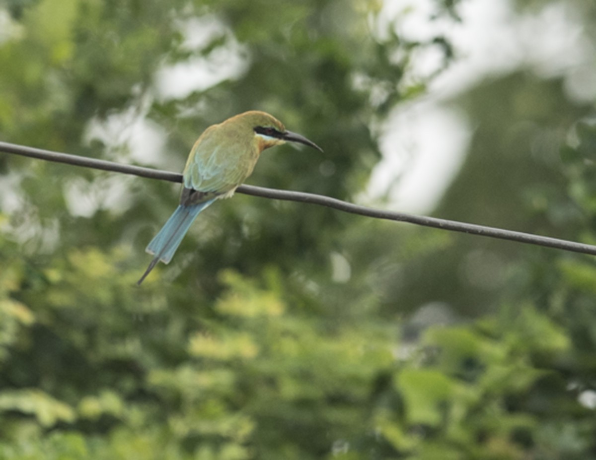 Blue-tailed Bee-eater - ML78167001