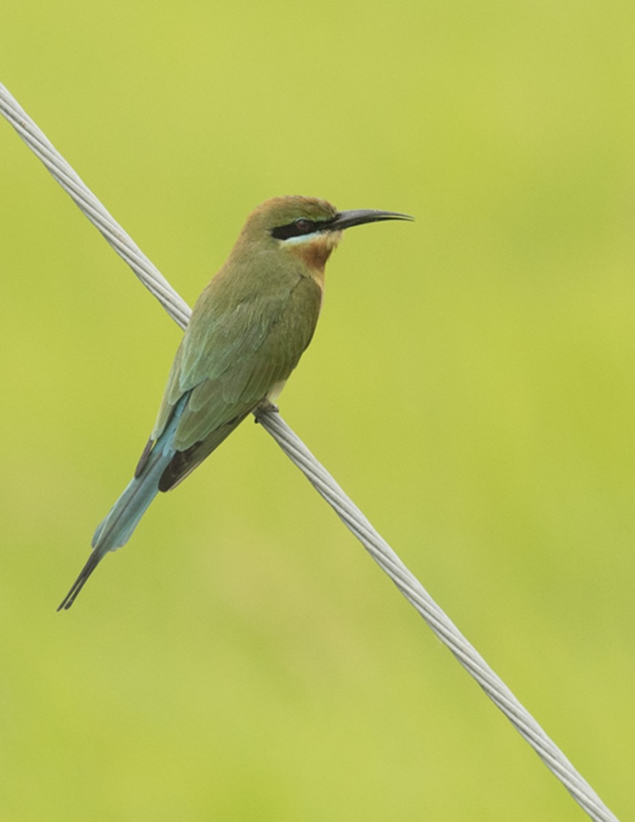 Blue-tailed Bee-eater - ML78167011