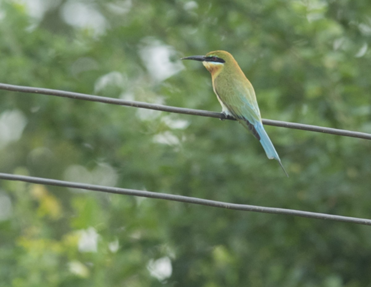 Blue-tailed Bee-eater - ML78167021