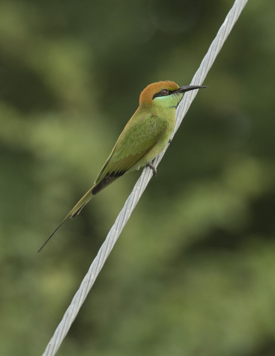 Asian Green Bee-eater - Ken Langelier