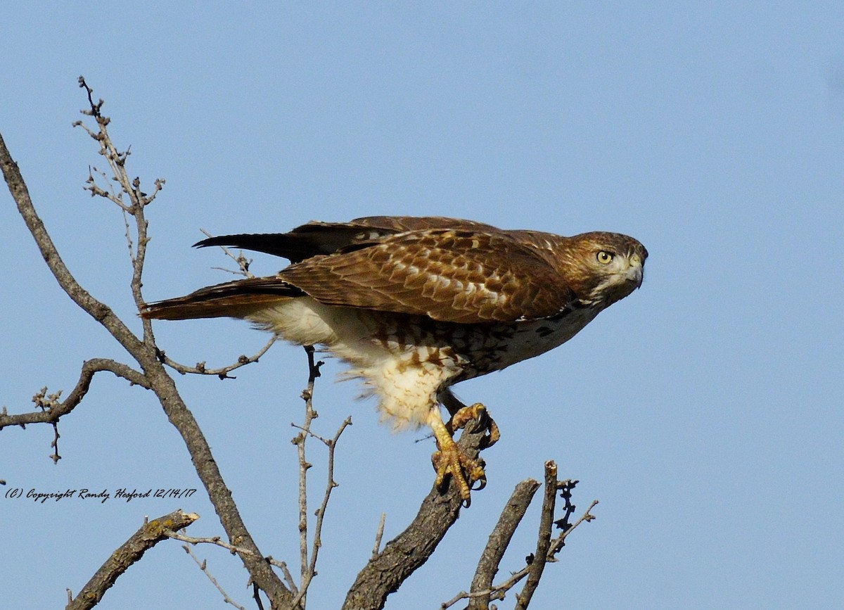 Red-tailed Hawk - ML78168611