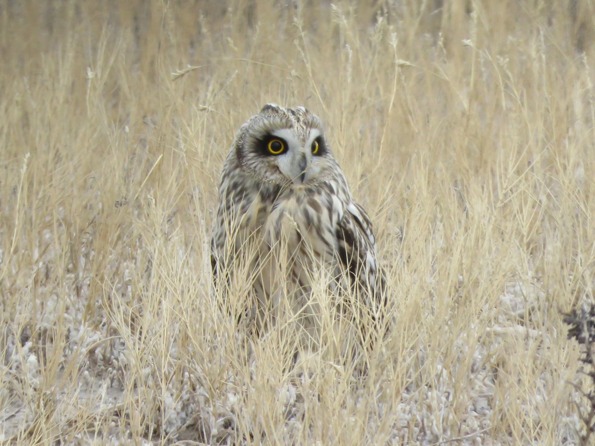 Short-eared Owl - Kevin Groeneweg
