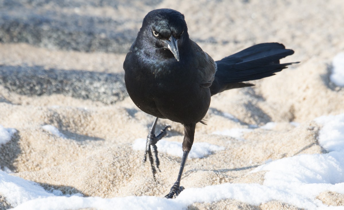 Boat-tailed Grackle - ML78175461