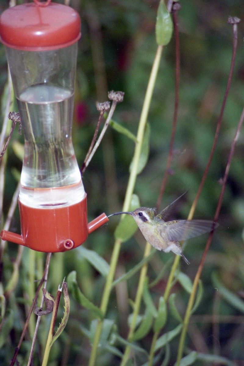 Xantus's Hummingbird - Rob Worona