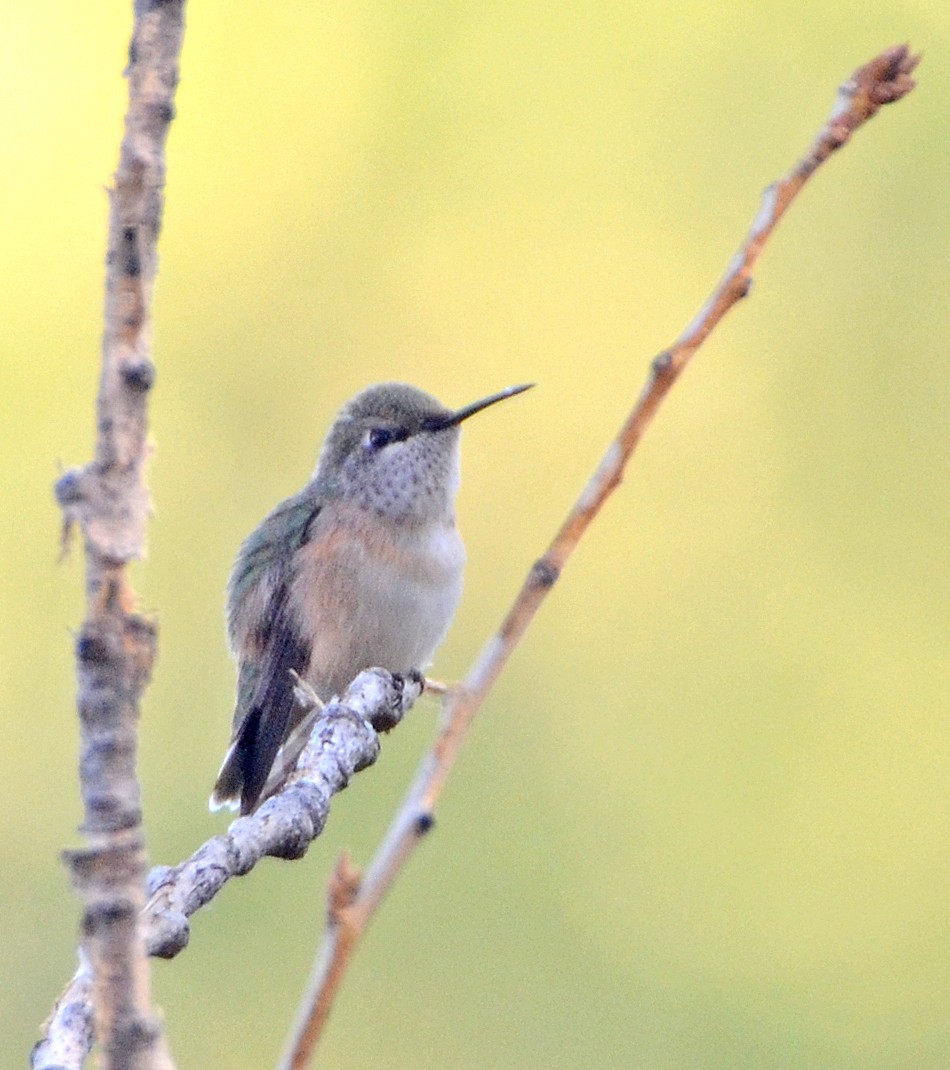 Calliope Hummingbird - ML78176101