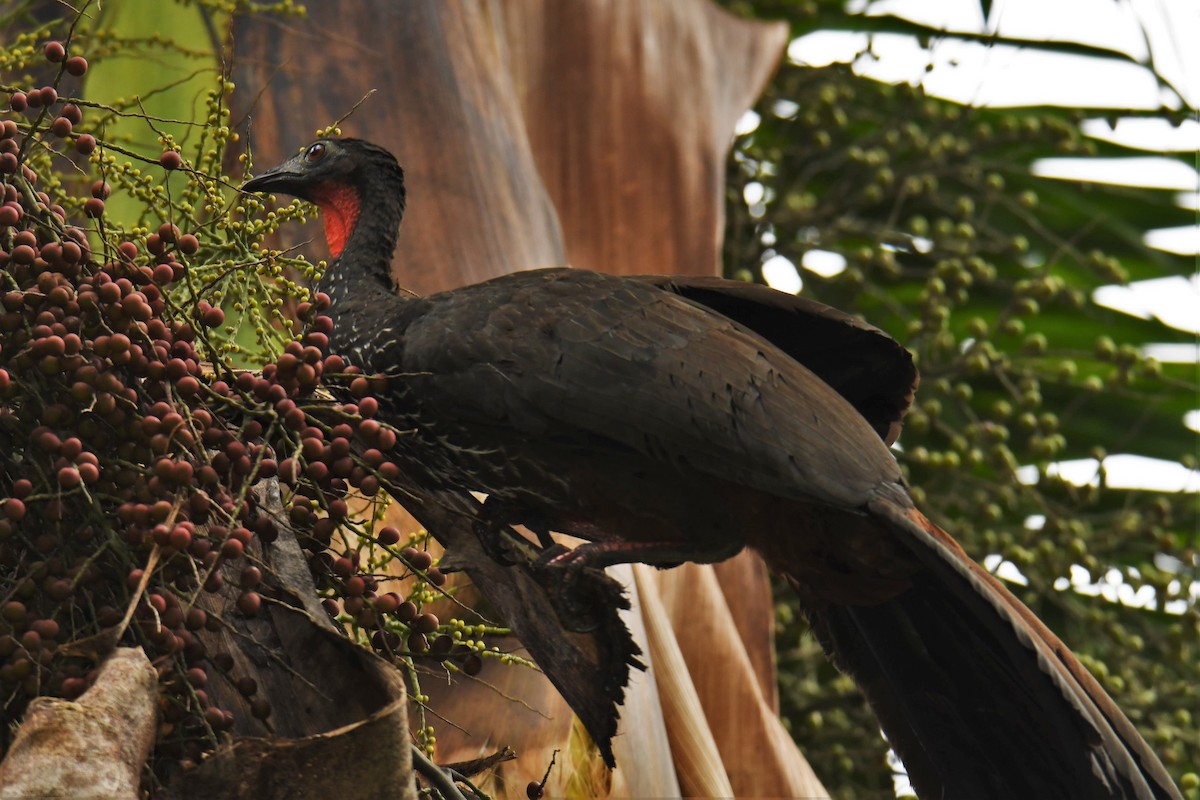 Crested Guan - ML78177671