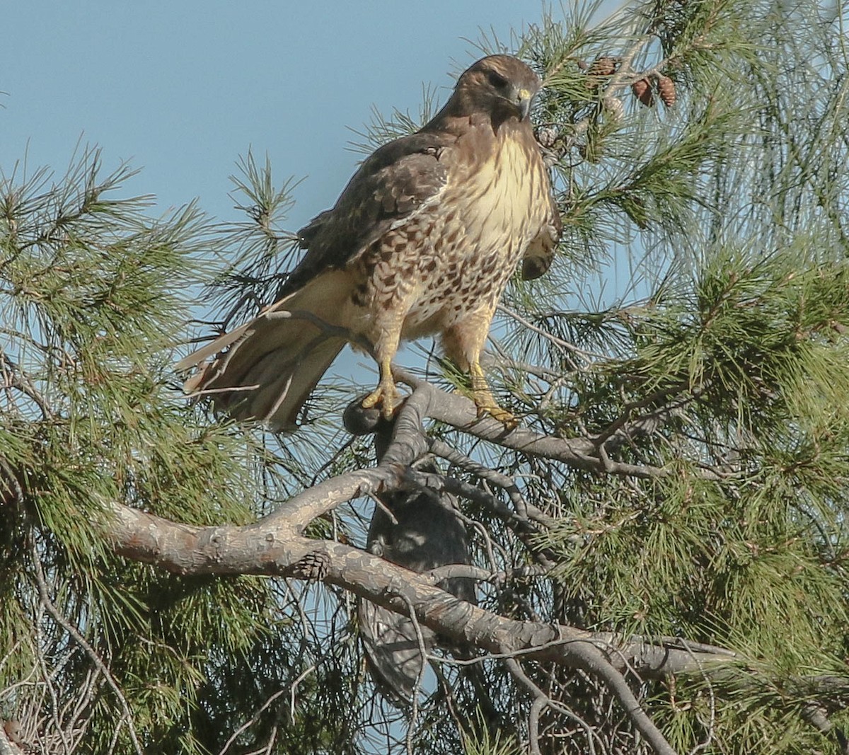 Red-tailed Hawk - Linda McNulty
