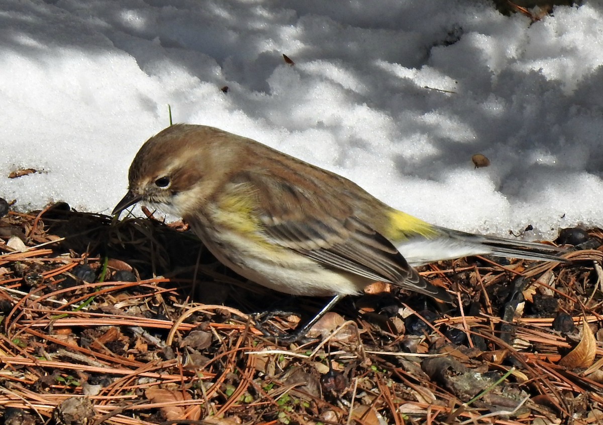 Yellow-rumped Warbler (Myrtle) - Joanne Muis Redwood