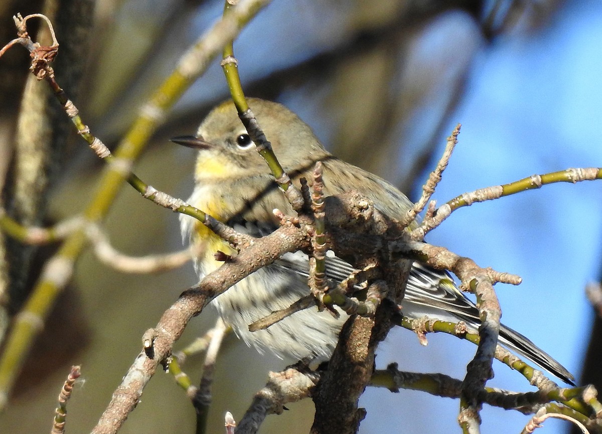 Yellow-rumped Warbler (Myrtle x Audubon's) - Joanne Muis Redwood