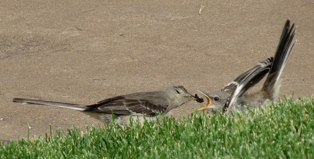 Northern Mockingbird ML78181511