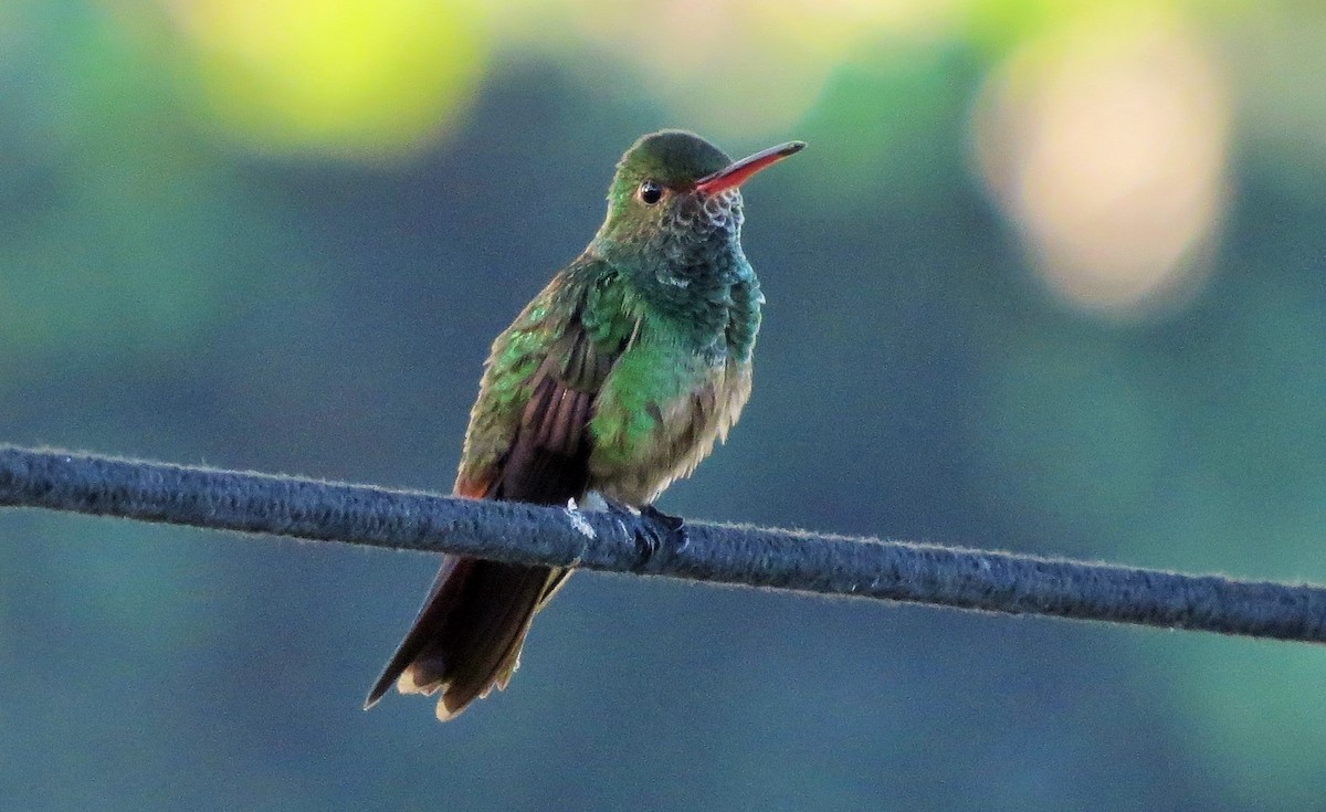 Rufous-tailed Hummingbird - Oliver  Komar