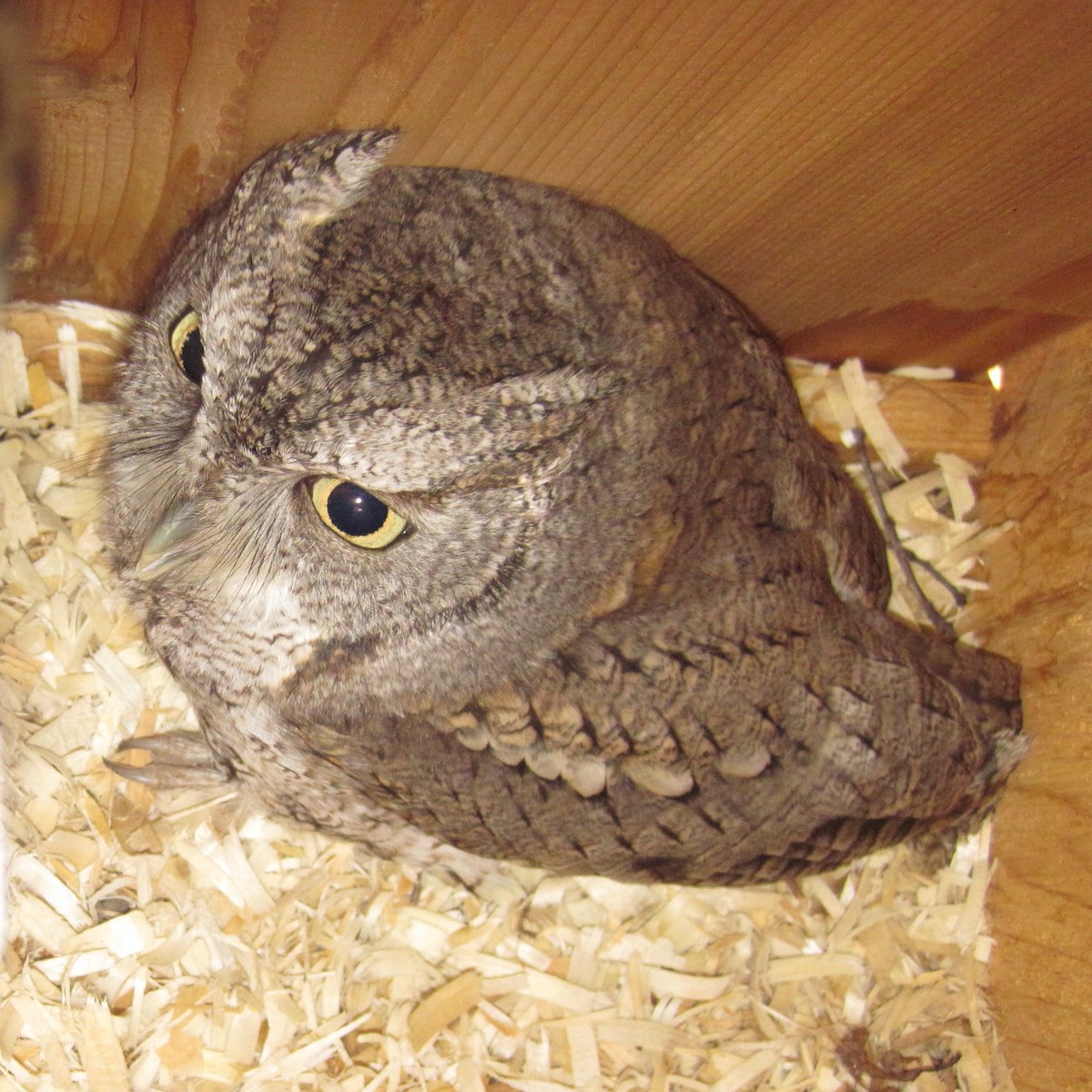 Eastern Screech-Owl - ML78183511