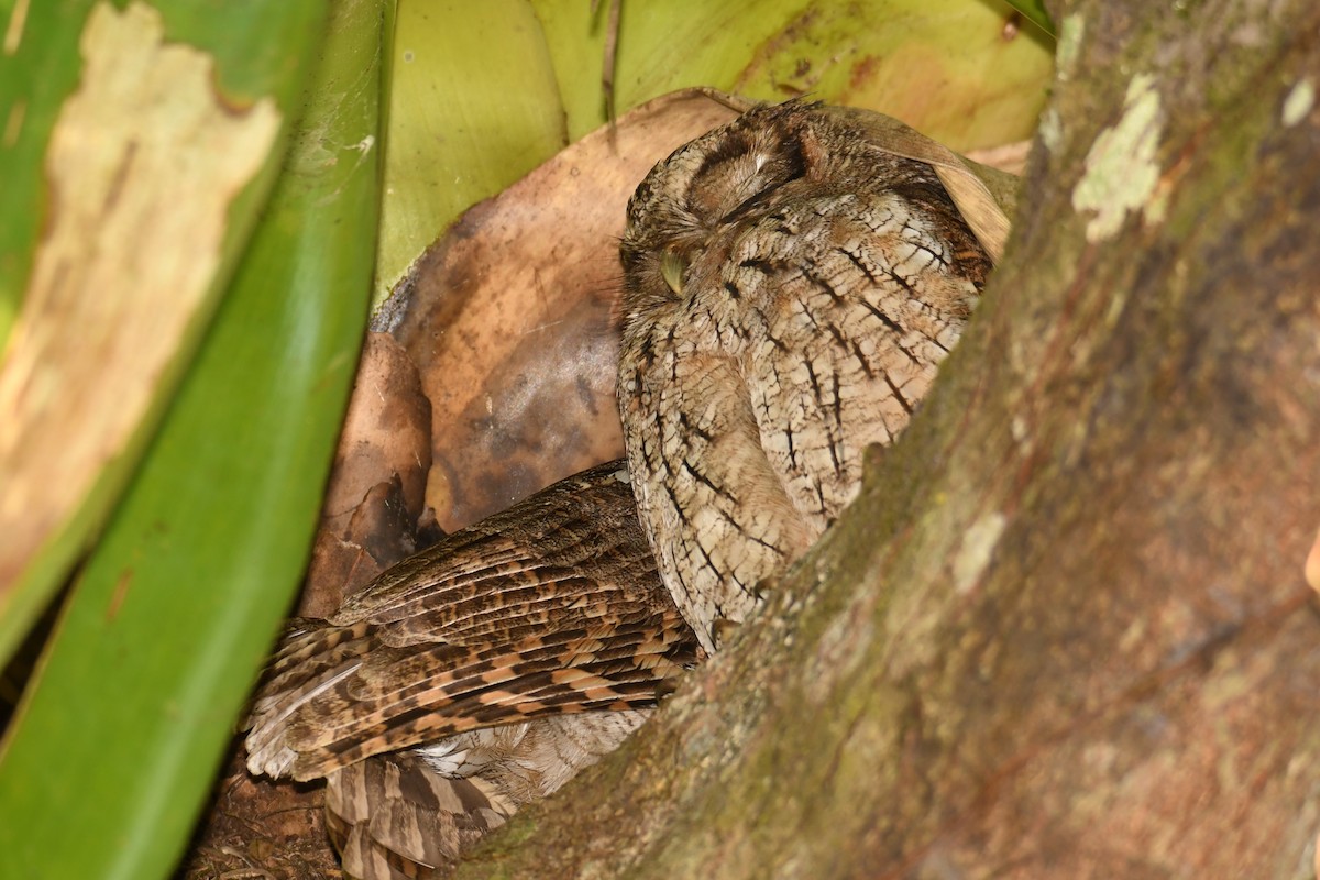 Tropical Screech-Owl - ML78183681