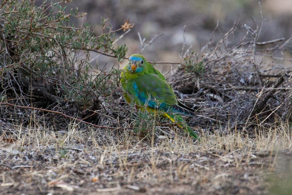 Turquoise Parrot - James Kennerley