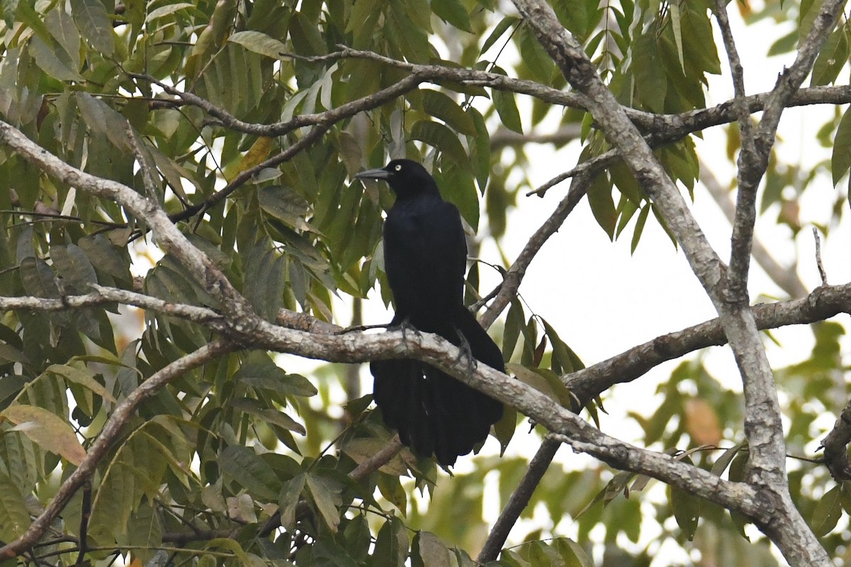 Great-tailed Grackle - ML78184141