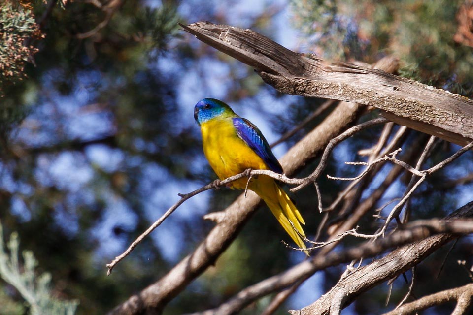 Turquoise Parrot - James Kennerley