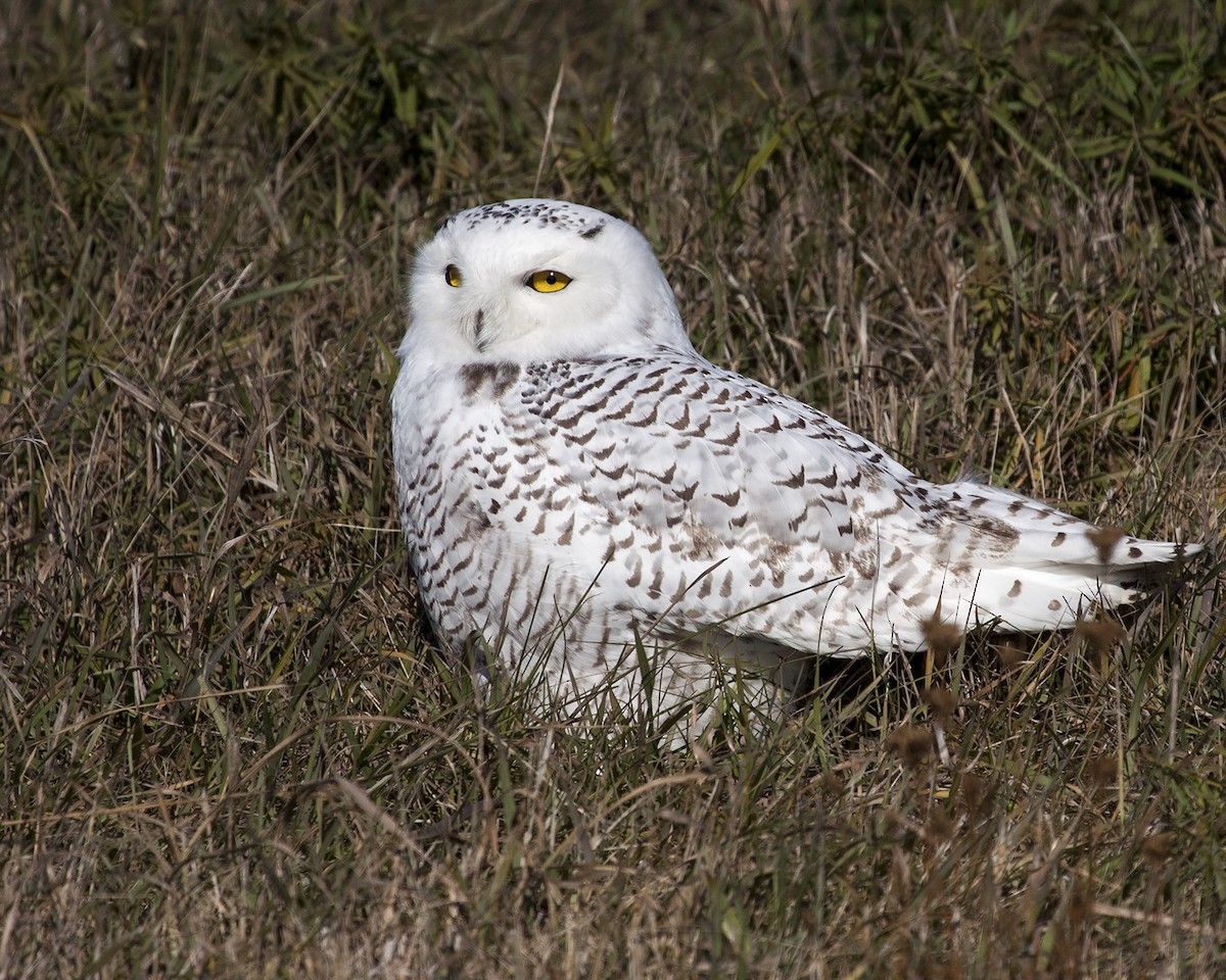 Snowy Owl - ML78184581