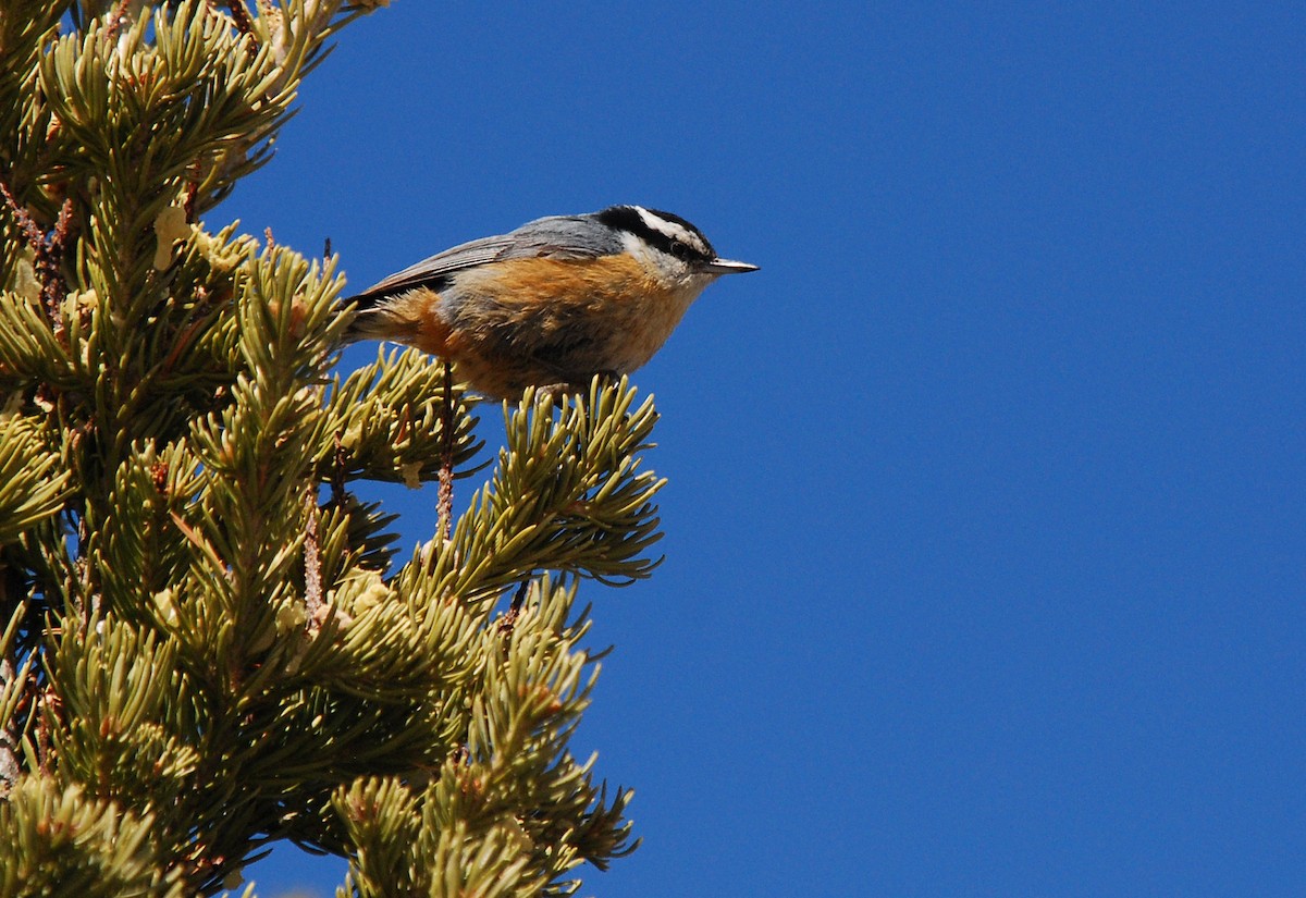 Red-breasted Nuthatch - ML78185581