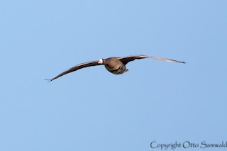 Lesser White-fronted Goose, ML78186131
