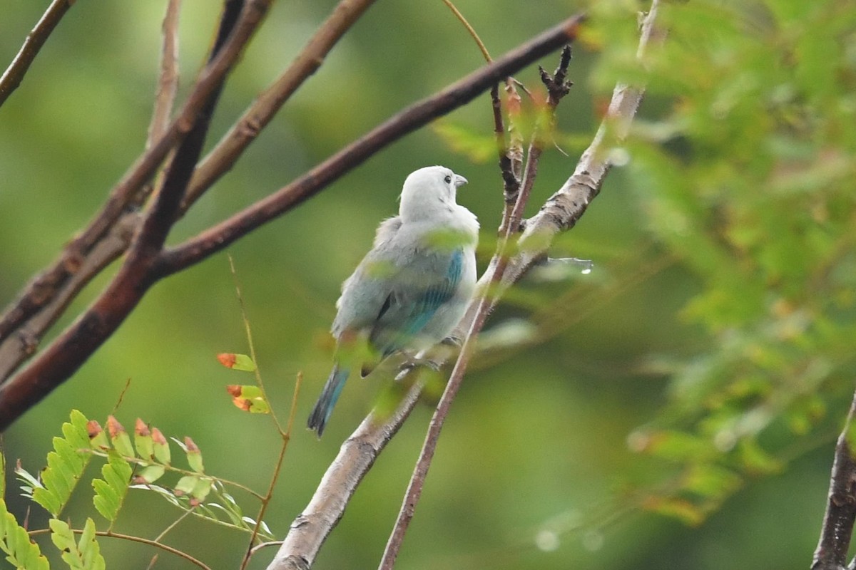 Blue-gray Tanager - ML78186461