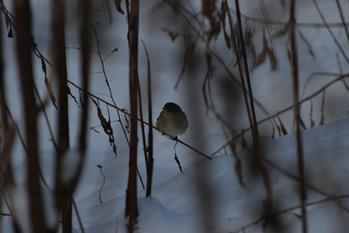 Ruby-crowned Kinglet - Andray Gagne