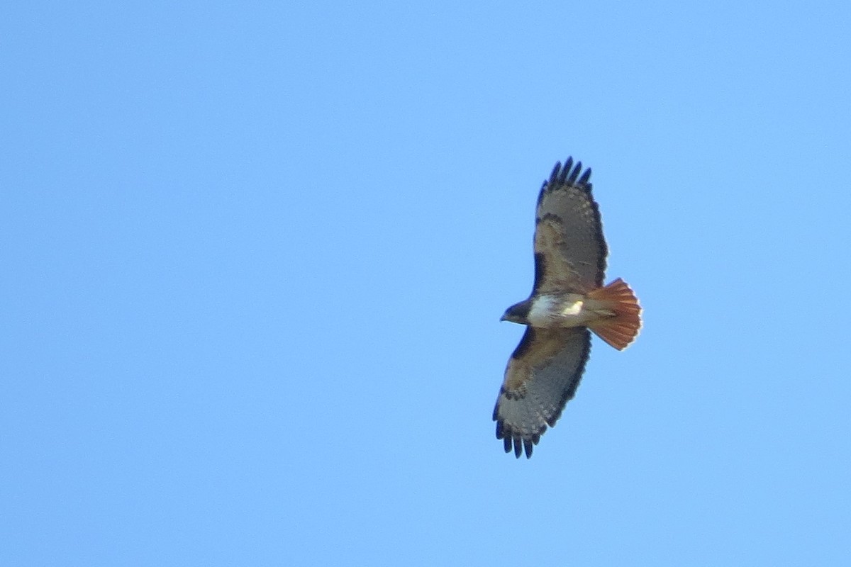 Red-tailed Hawk - ML78187581