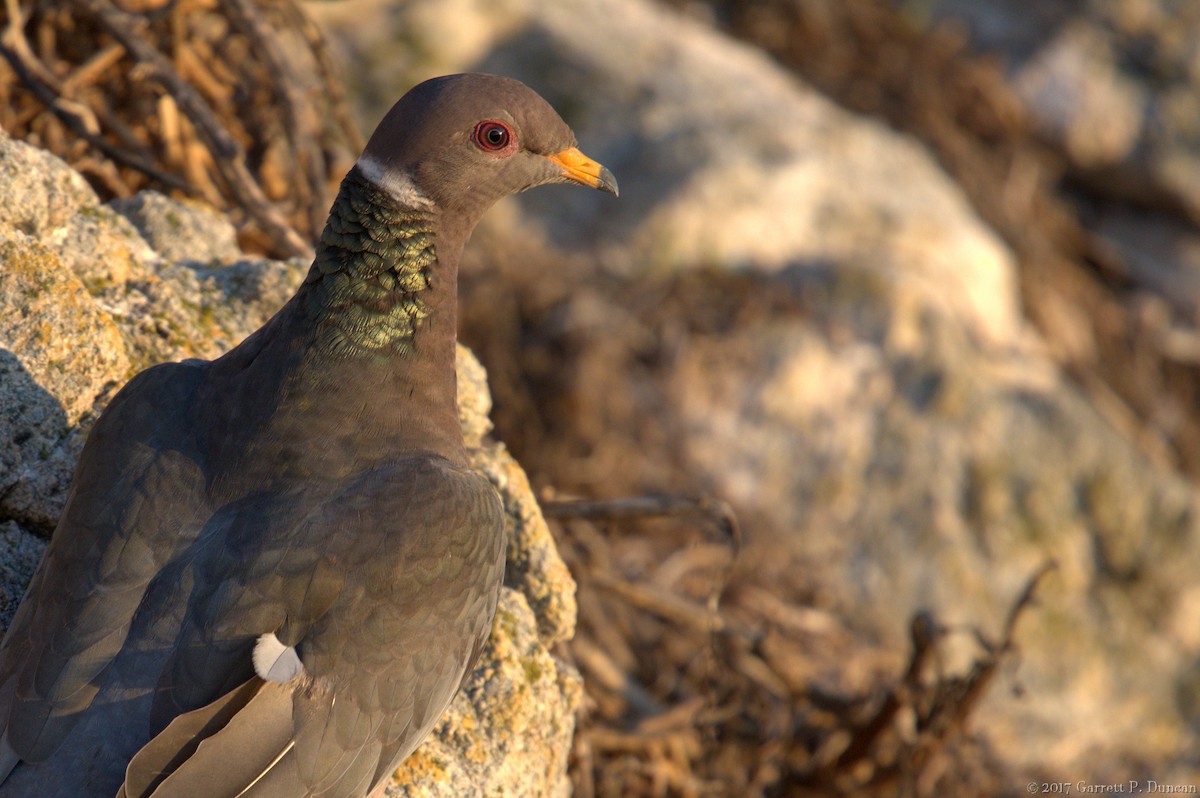 Band-tailed Pigeon - Farallon Island
