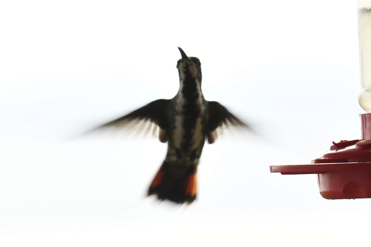kolibřík panamský - ML78189581