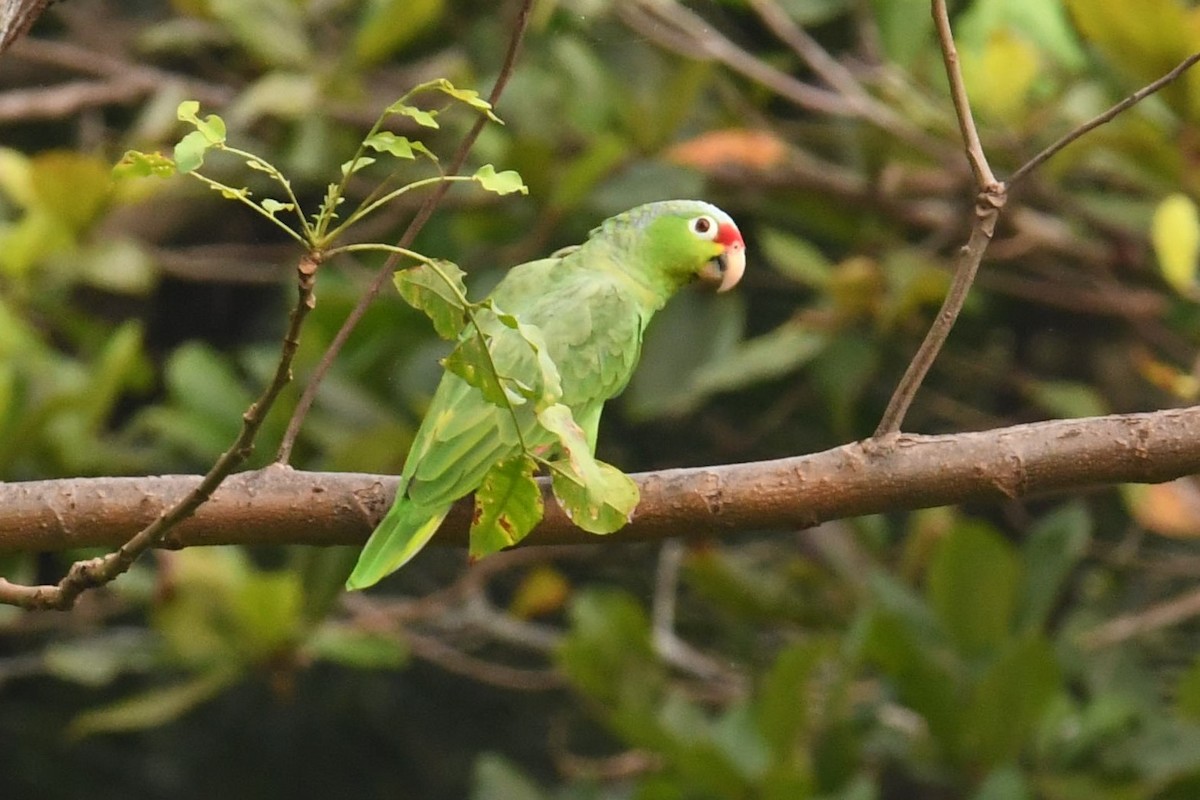 Red-lored Parrot - ML78189611