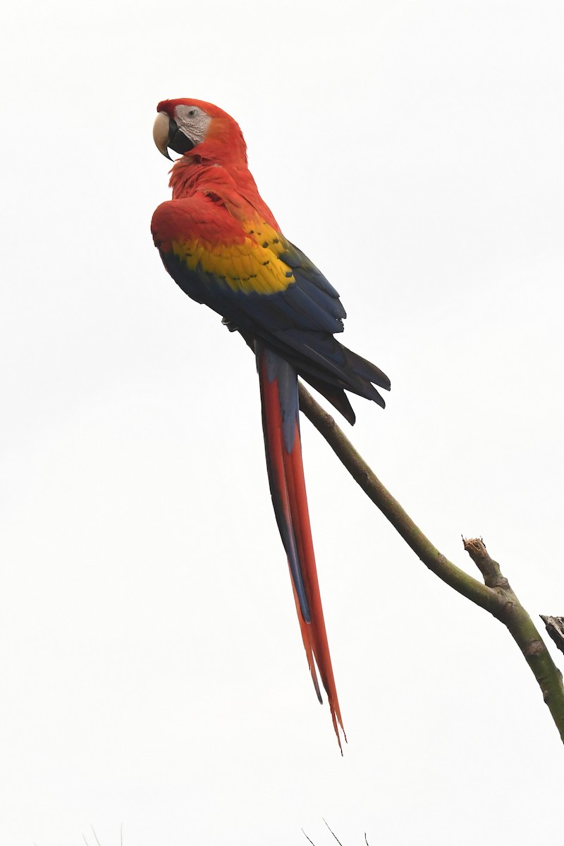 Scarlet Macaw - Jonathan Nikkila
