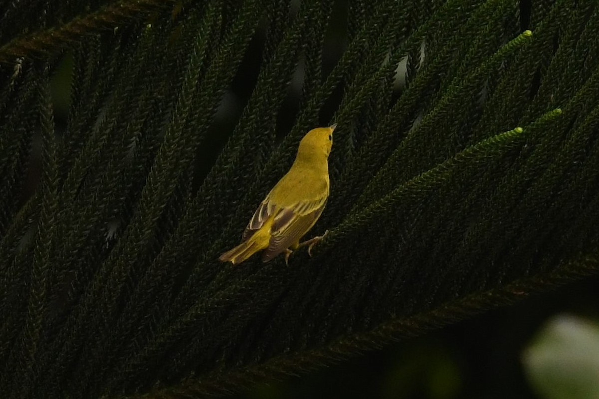 Yellow Warbler - ML78189791