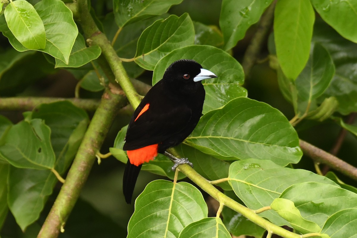 Scarlet-rumped Tanager (Cherrie's) - ML78189881