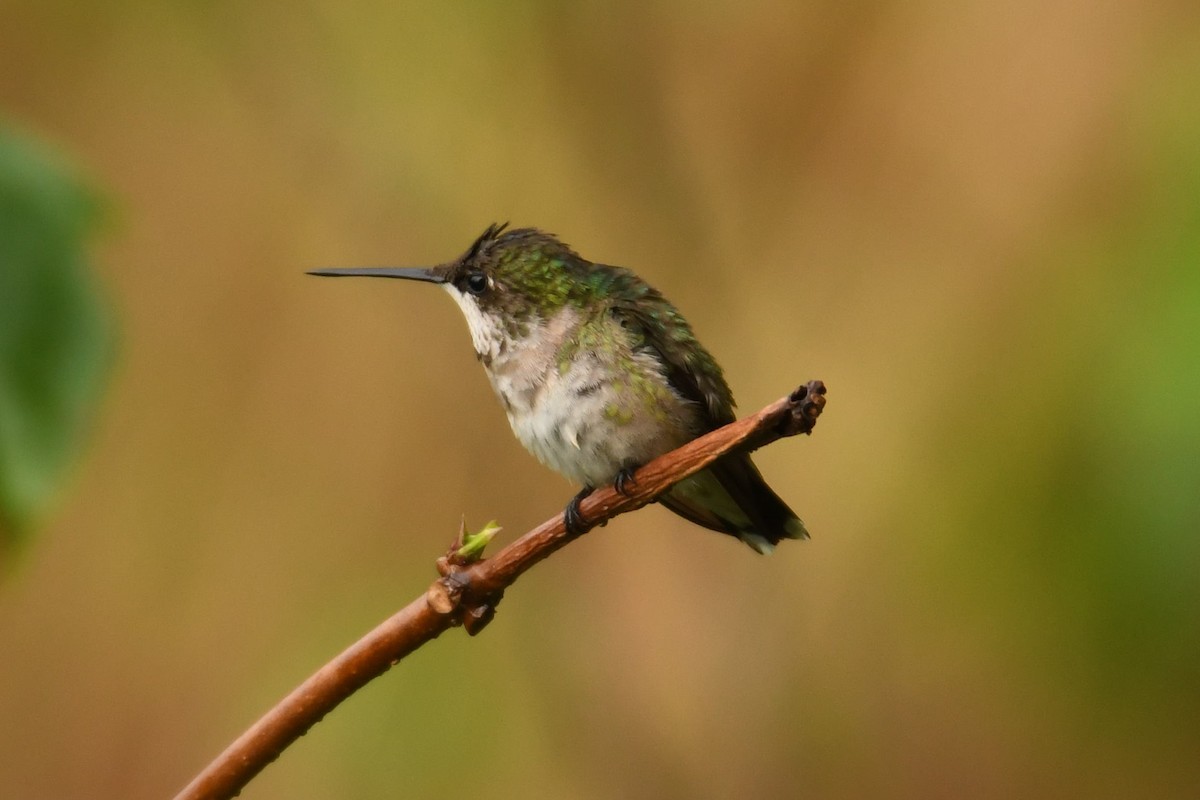 Ruby-throated Hummingbird - Jonathan Nikkila