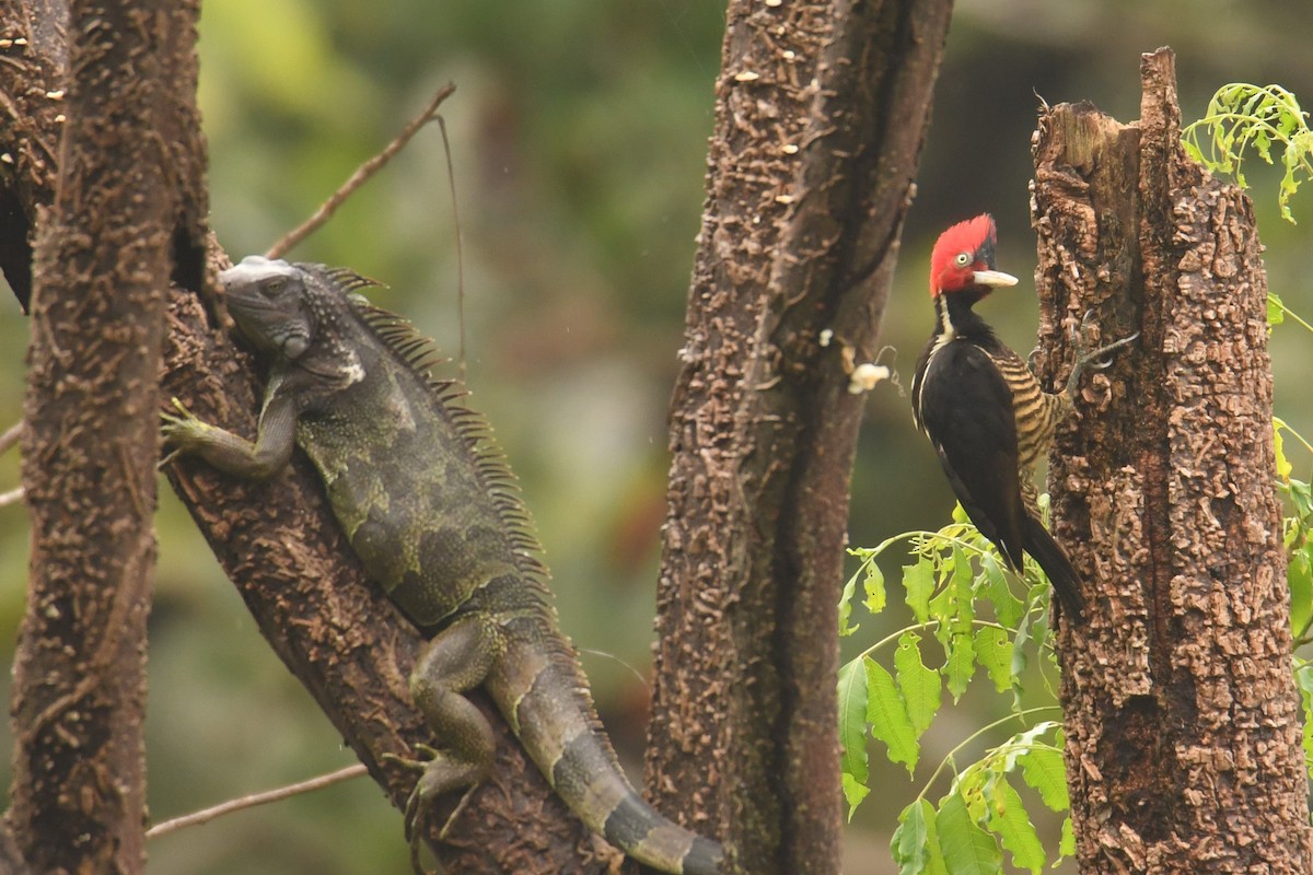 Pale-billed Woodpecker - ML78190381