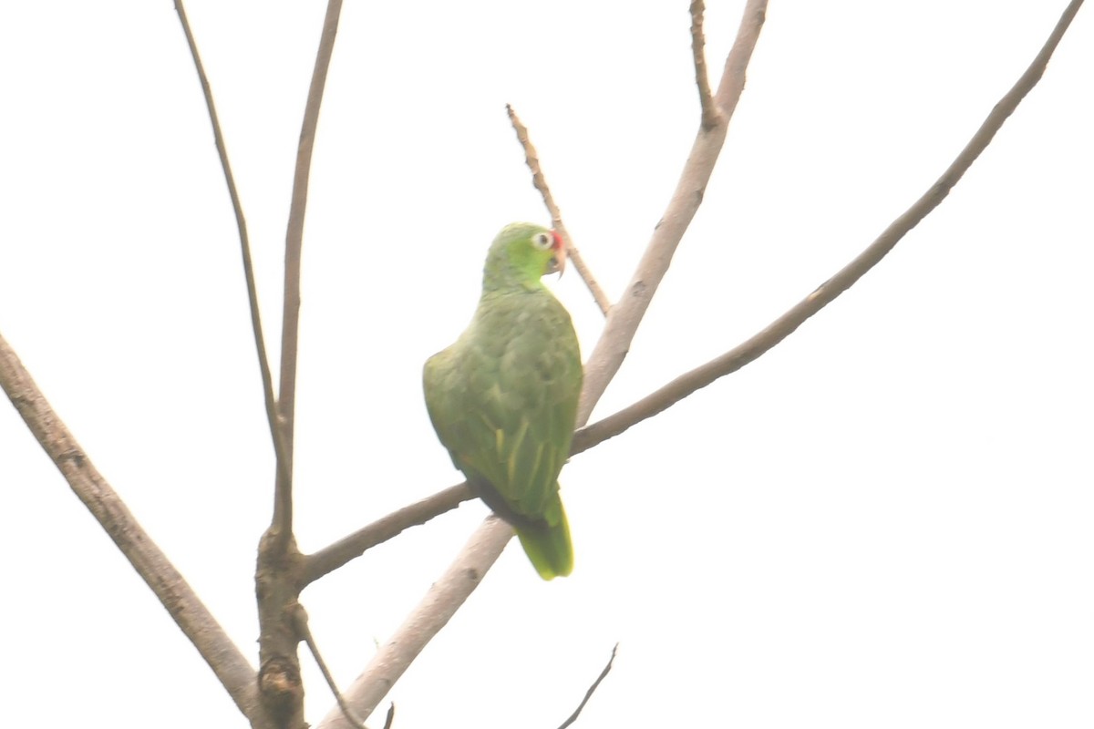 Red-lored Parrot - ML78190421